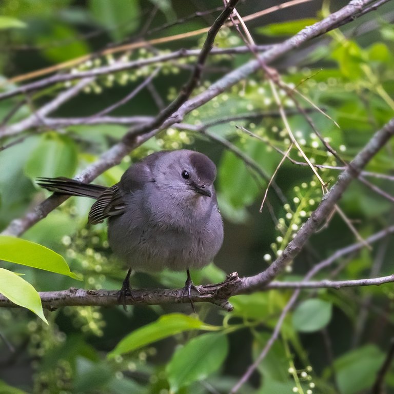 Gray Catbird