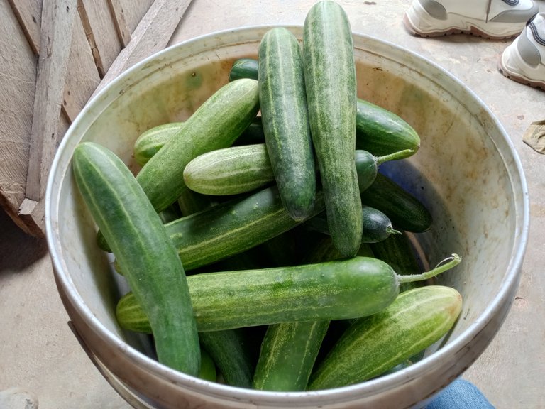 example of a cucumber that has been picked.