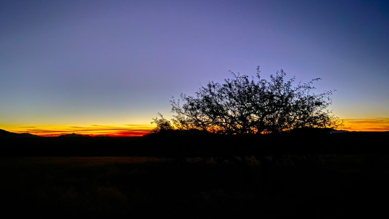 Mesquite tree