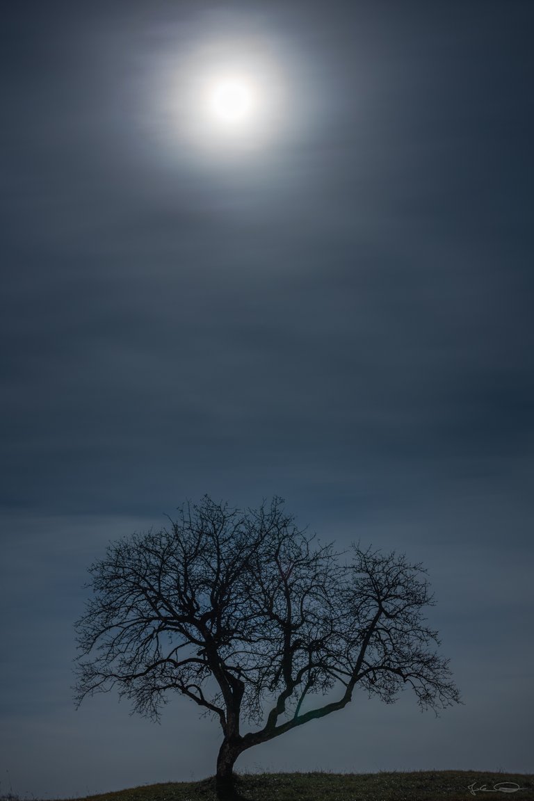 Lone Tree and Full Moon in the Rosental