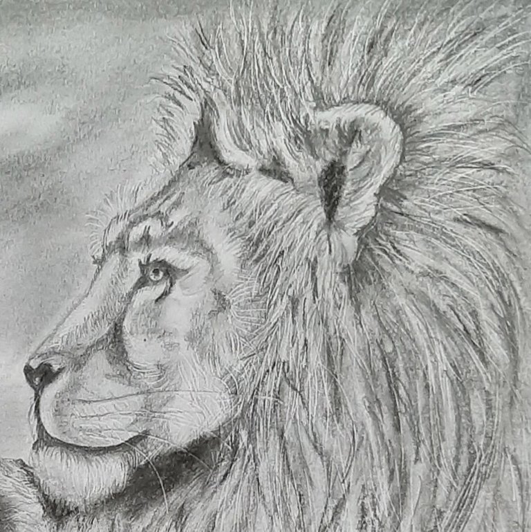 Lion5.jpg