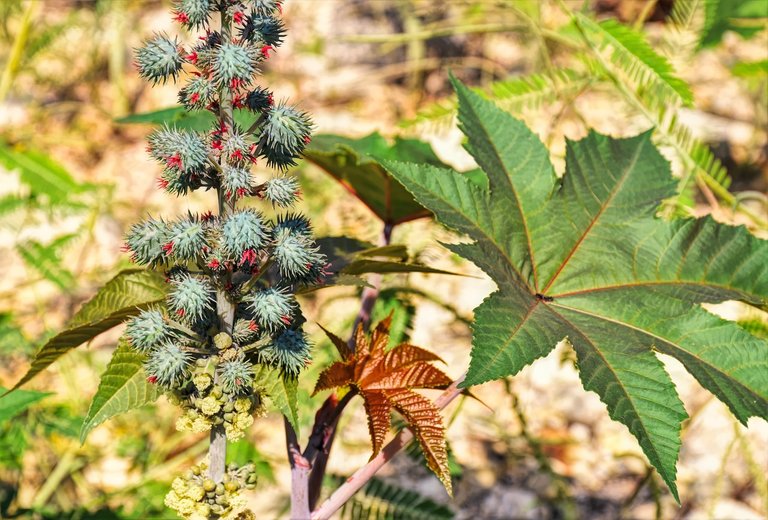 Medicinal plants, Castor oil