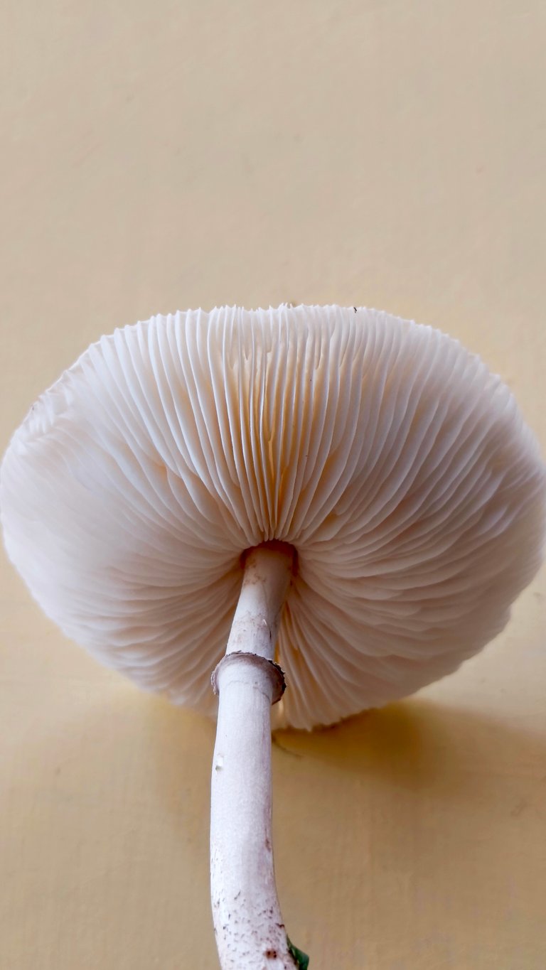Mushroom's ring and lamellae