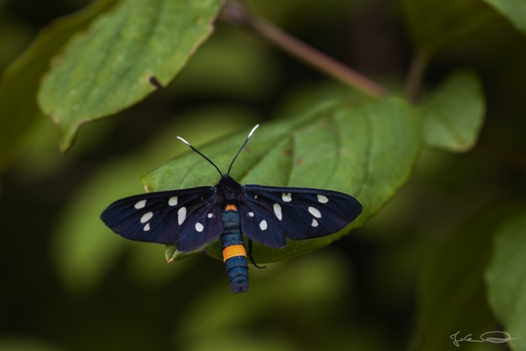 Hive AlphabetHunt Nine spotted Moth (Amata phegea)