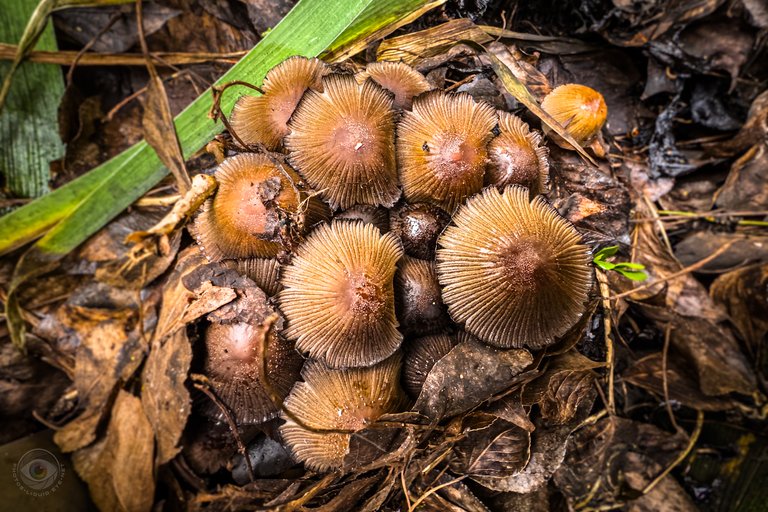 Glistening Inkcap