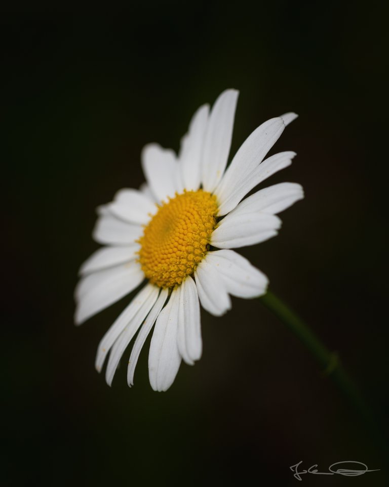 Daisy Flower