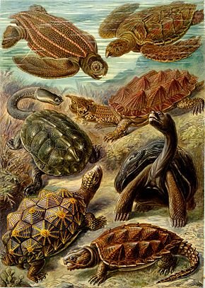 290px_haeckel_chelonia.jpg