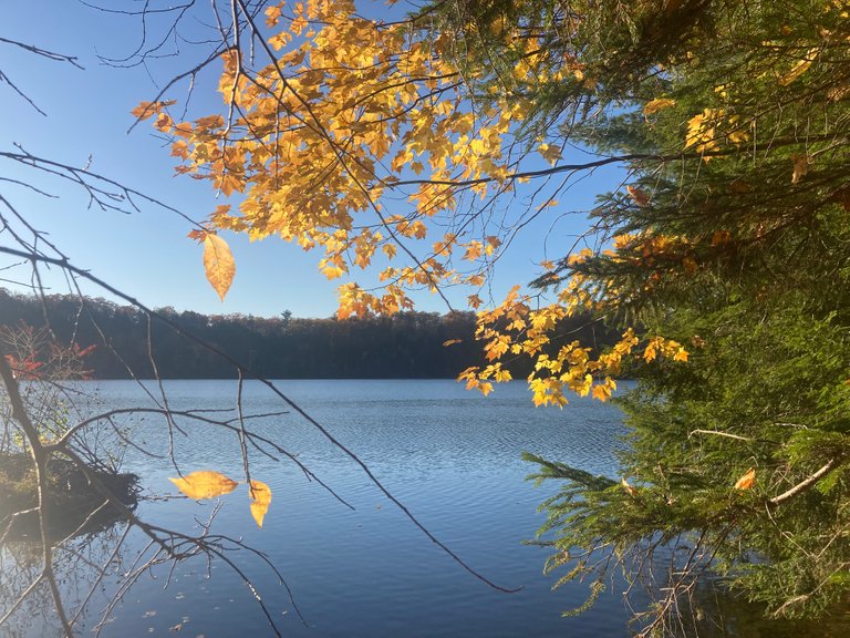 Yellow leaves