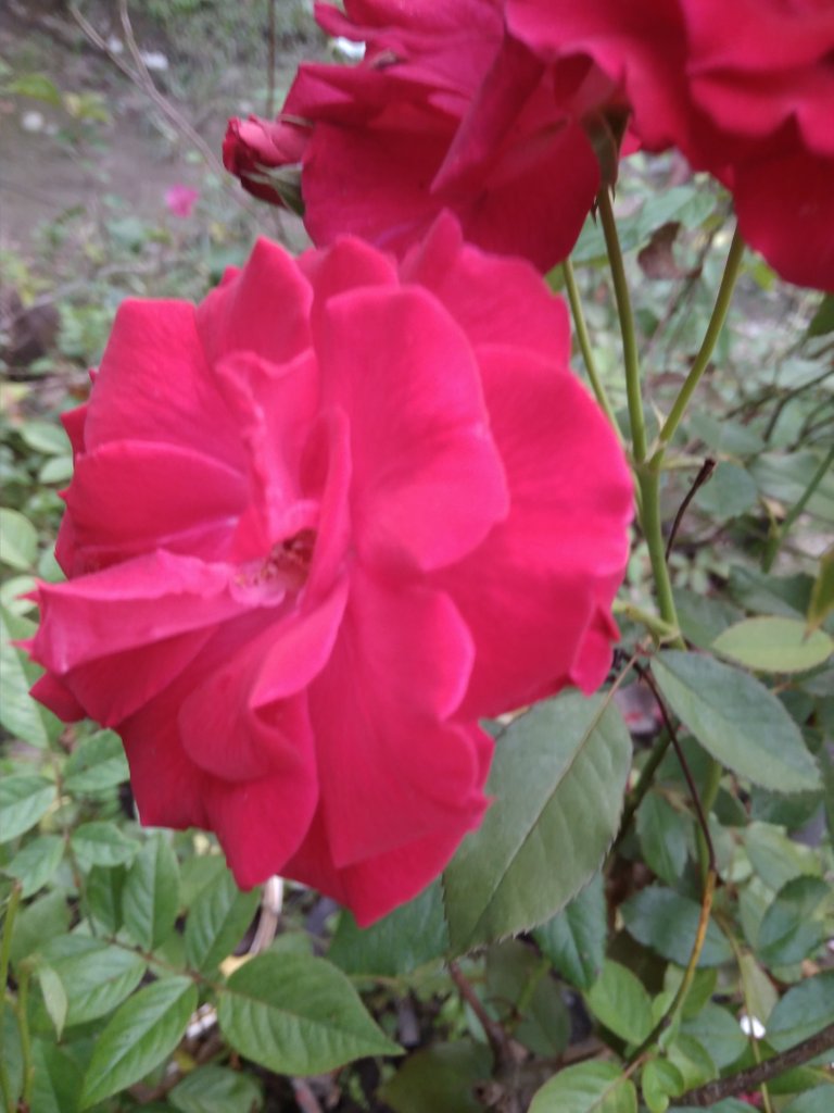 img_0.24487829740843622.jpg