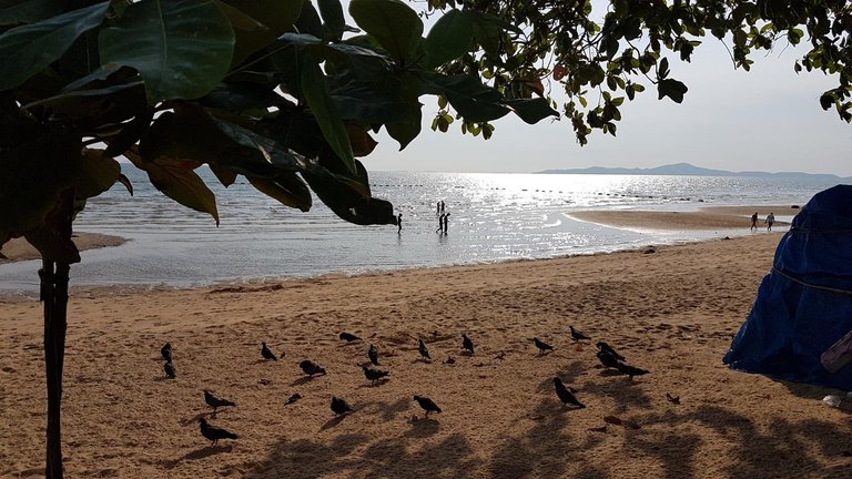 beach_tree_2.jpg