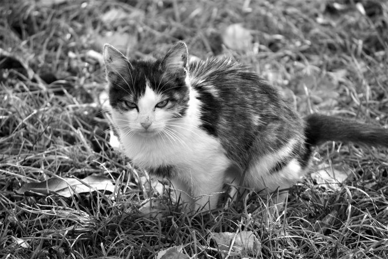 bw_cat_look_img_7405_2_.jpg