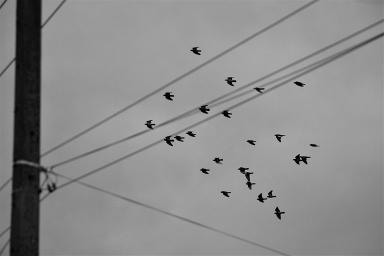 birds_12.jpg