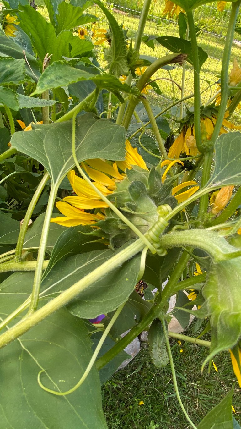 Cucumber tendrils