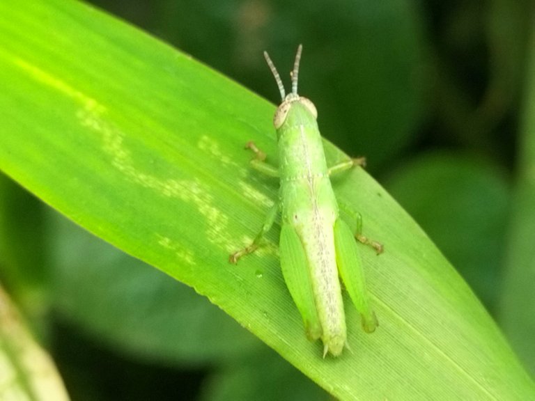 the green grasshopper