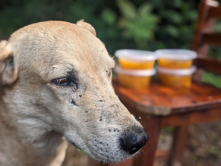mi hermoso viejito