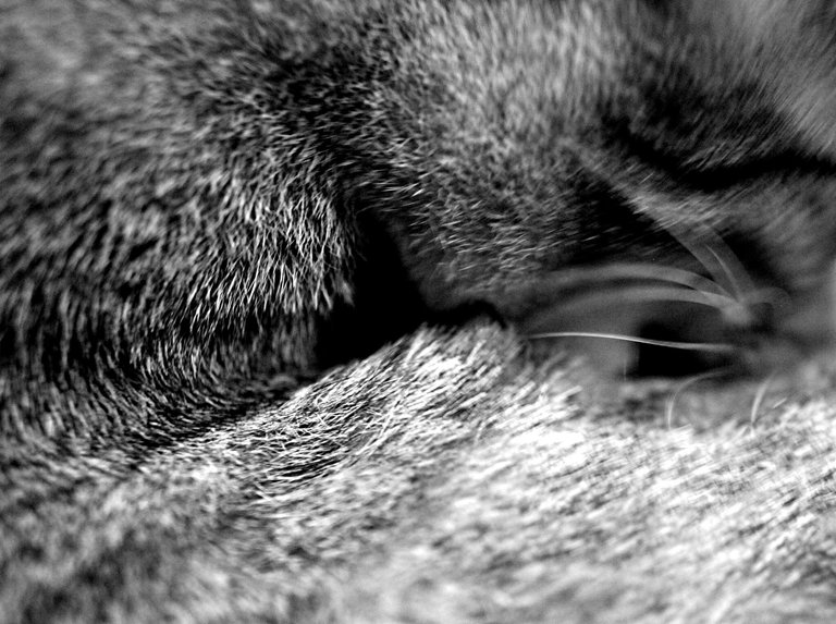 Zimba, I think?