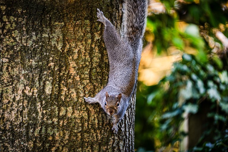 A grey squirrel runs down a tree