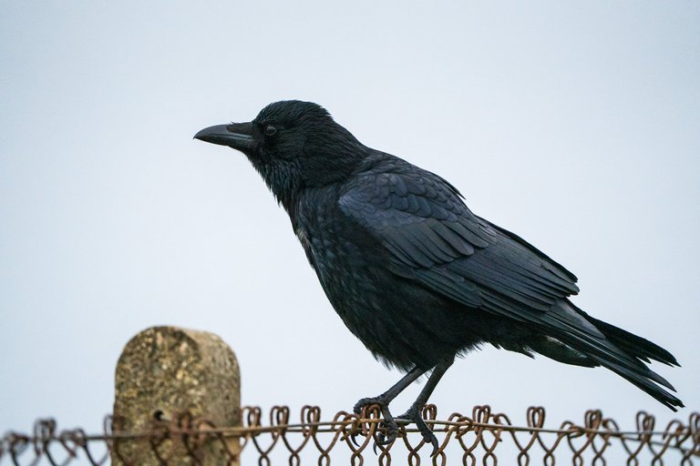 A crow sits on a fence.