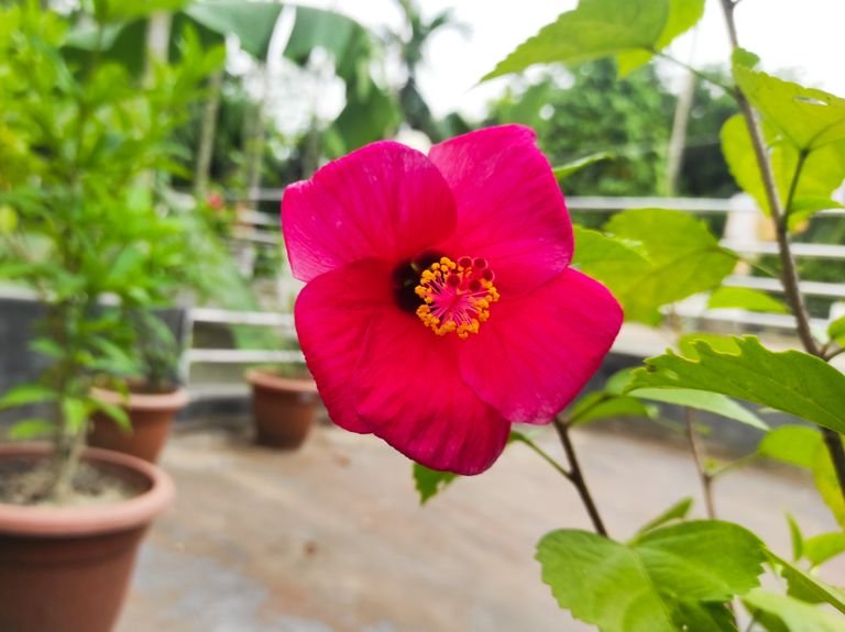 Beautiful Hibiscus Flower