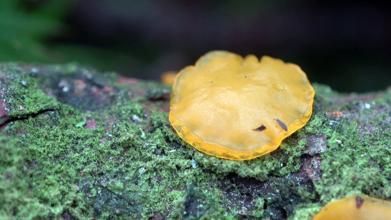 Dacrymyces variisporus like Haribo jelly - little known arboreal mushrooms