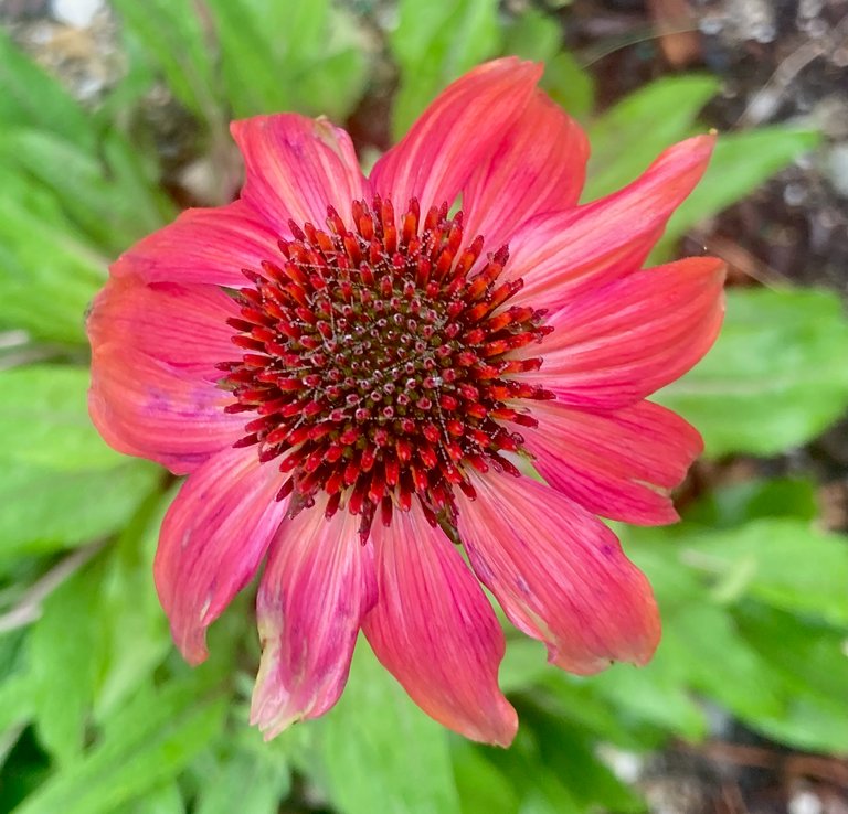 Coneflower