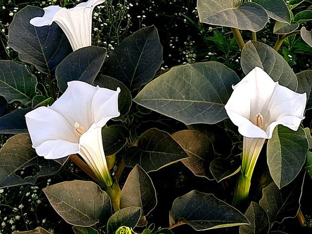 jimsonweed_flower_4