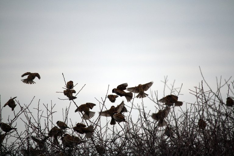 sparrows_03.jpg