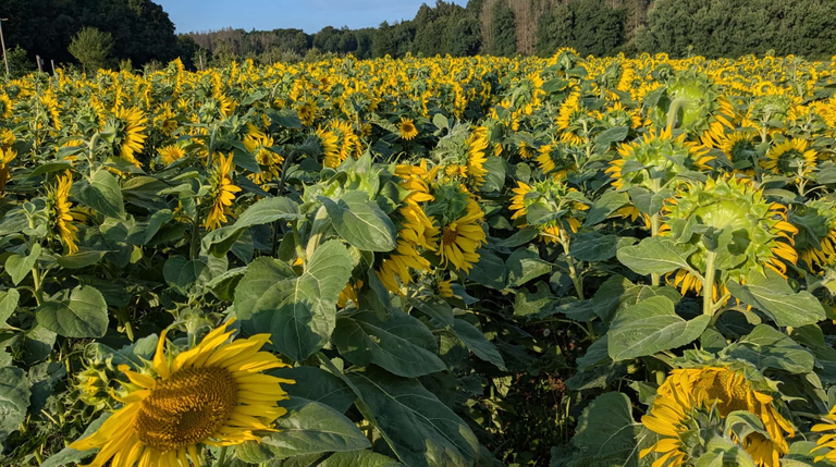 Sonnenblumen im Feld 