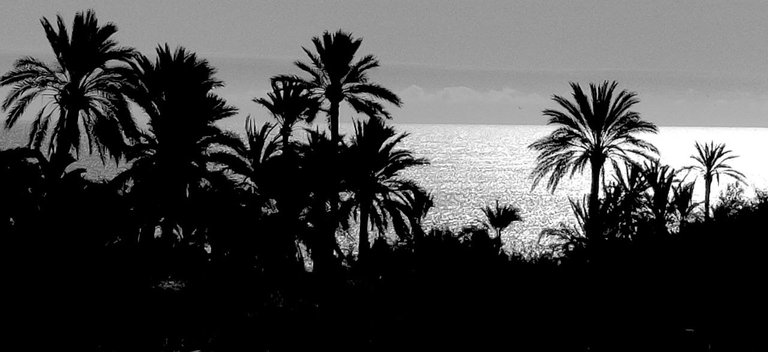 palmeras_01.jpg