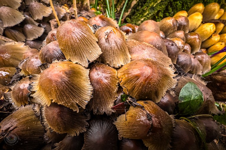 Glistening Inkcap