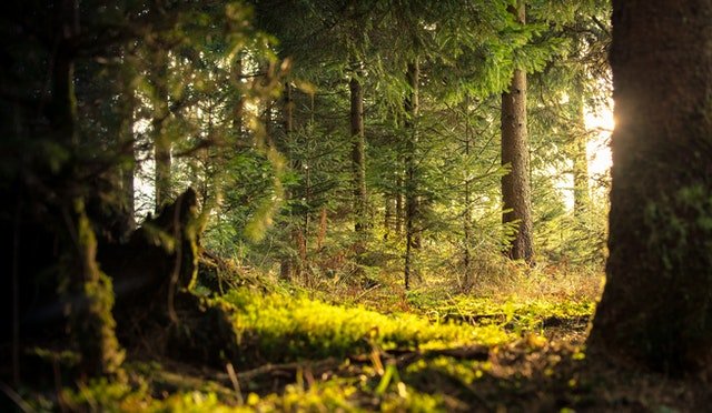 pexels_nejc_ko_ir_forest