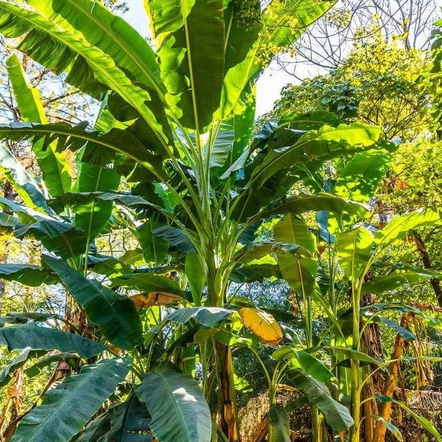 Visit to my banana farm