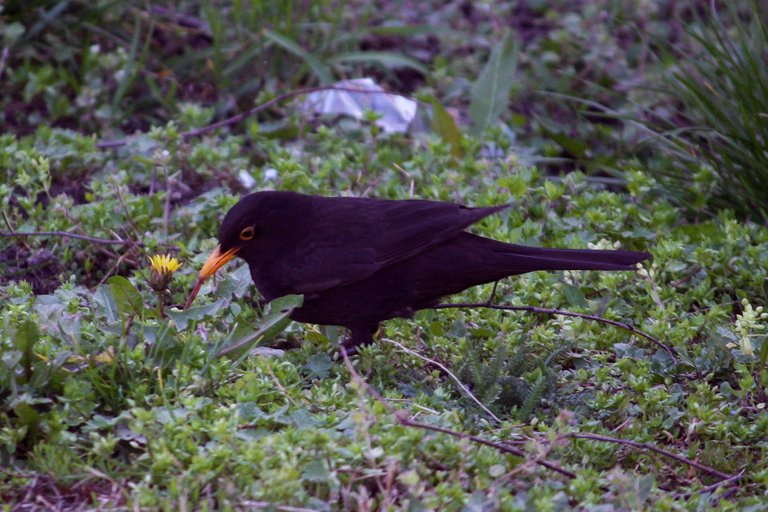 blackbird_1_2_.jpg