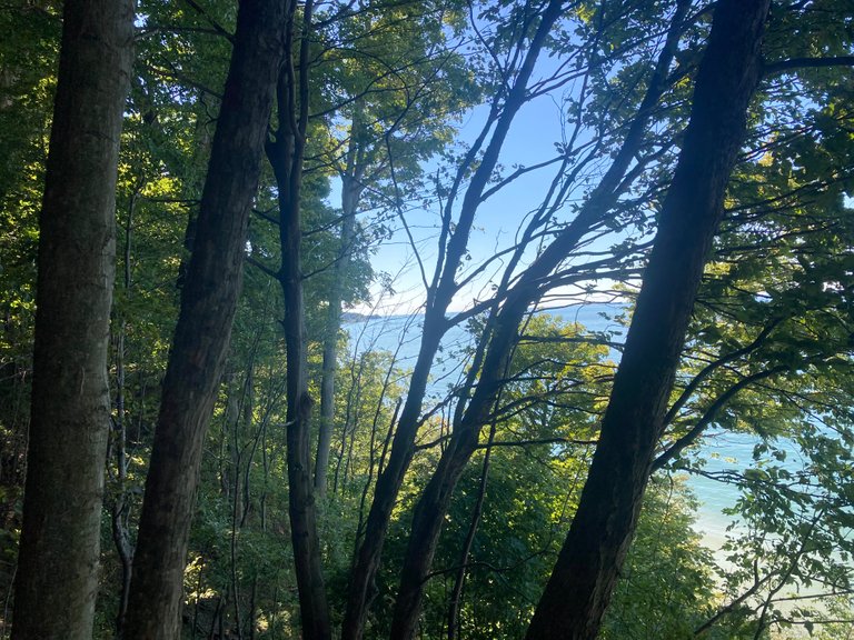 Lake Erie through trees
