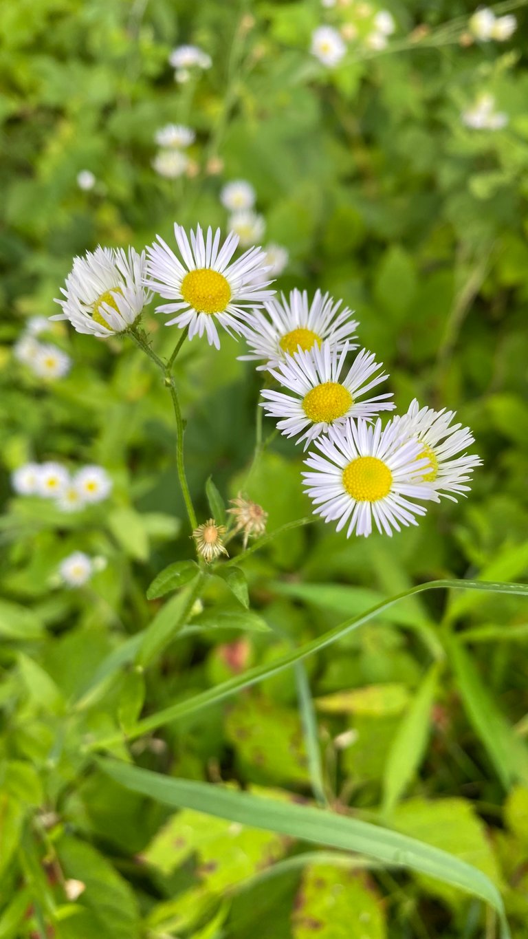 Fleabane