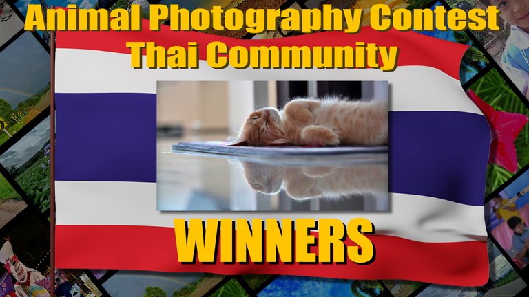 thai_contest_small_winner.png