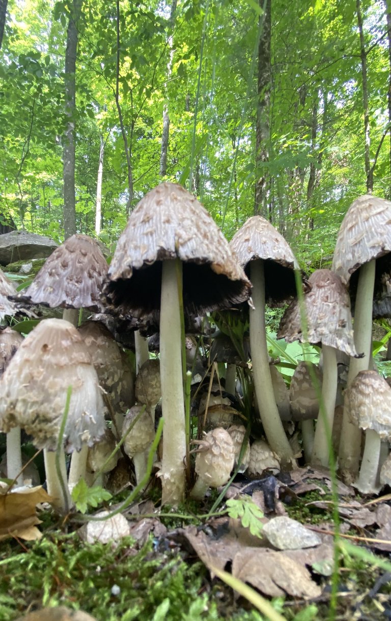 Tall mushrooms