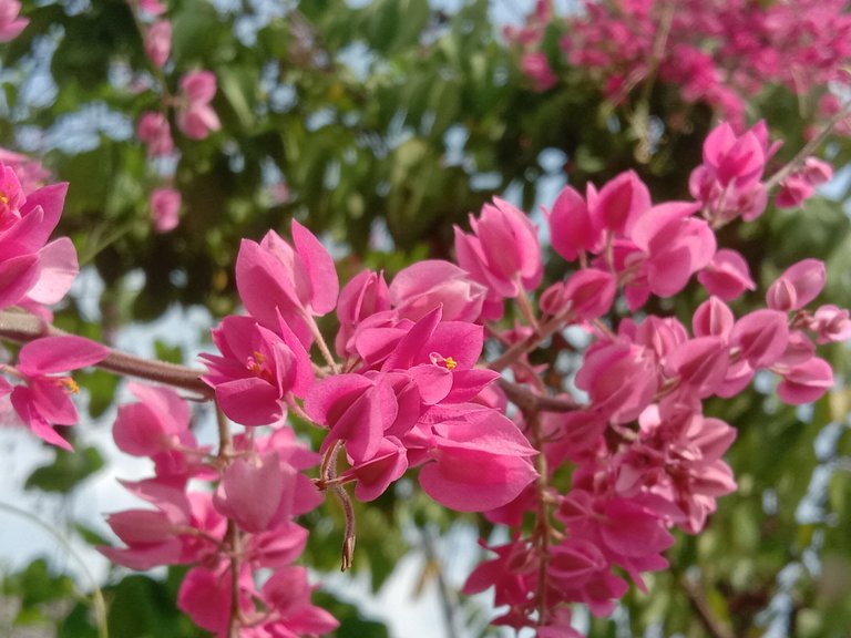 Mexican creeper flowers.