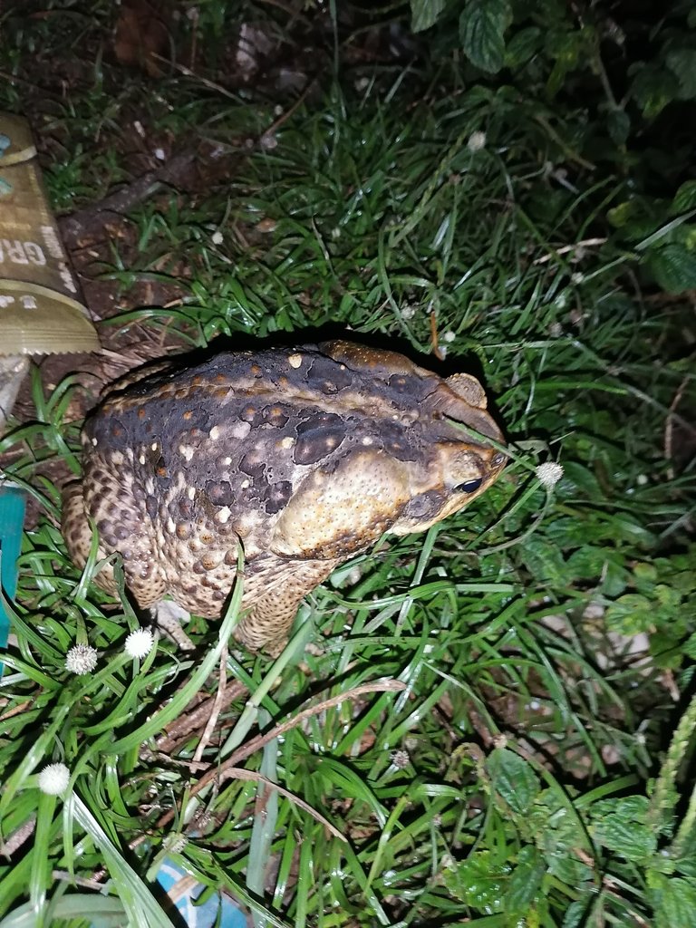 American Frog 08102021 