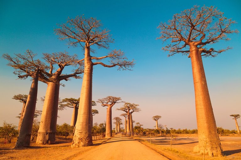 baobabs_gettyimages_889836156.jpg