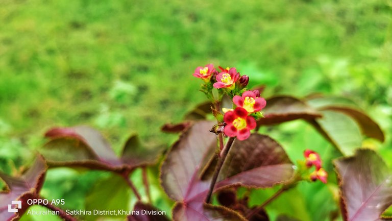 A little red clay photography