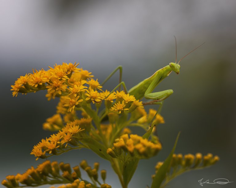 Hive AlphabetHunt Praying Mantis