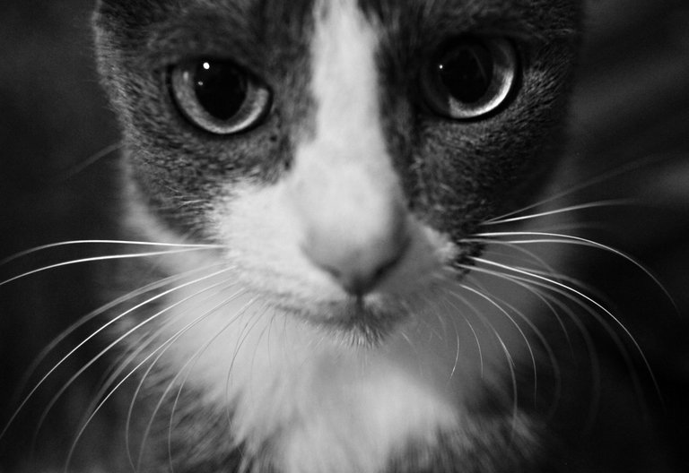 Charcoal