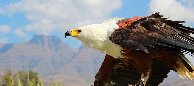 fish_eagle_2545877_640.jpg