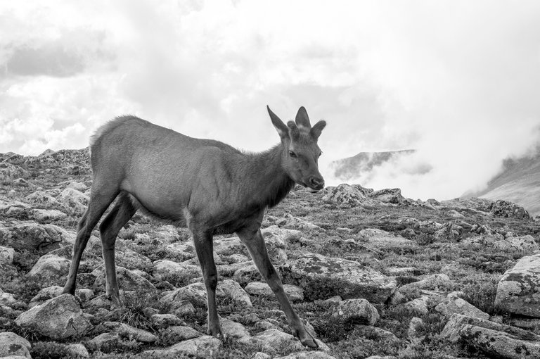 alpine_elk_4.jpg