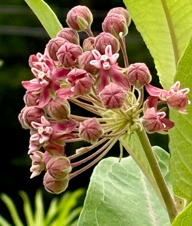 Milkweed buds