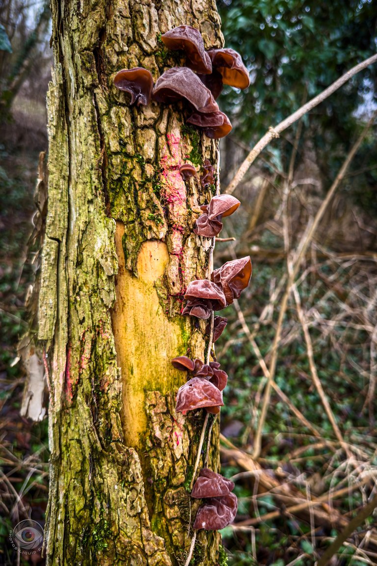 Judas Ear Mushroom