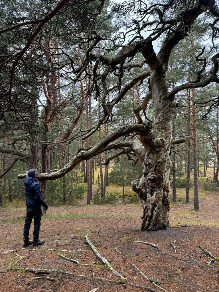 The Strange Looking Tree