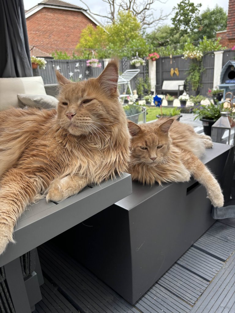 Lazy Cats Thursday Evening!
