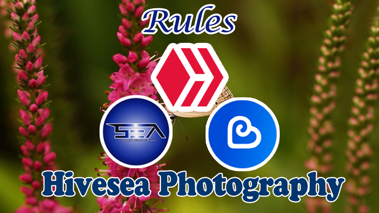 hive_sea_photography.png